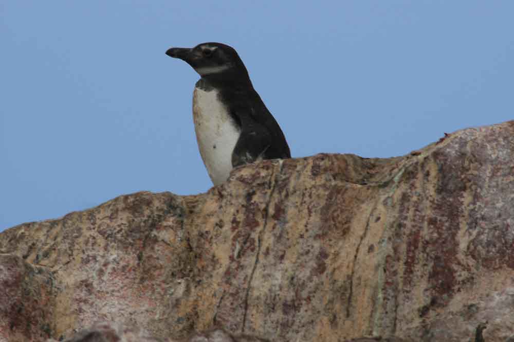 Pingüino de Humbolt - islas Ballestas - Perú 1.jpg